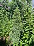 Plant name: Conica Dwarf Alberta Spruce Picea glauca cv. Conica